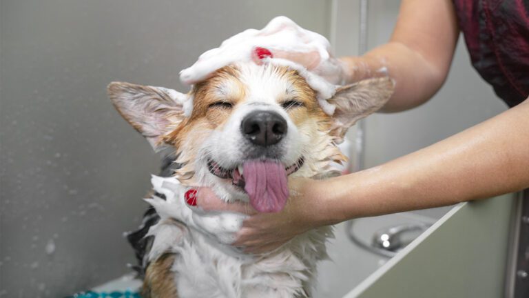 Summer Is Ruff Without Grooming