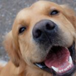 My Paw-Some Vacation at Bay Paws Trinity — by a Very Good Boy