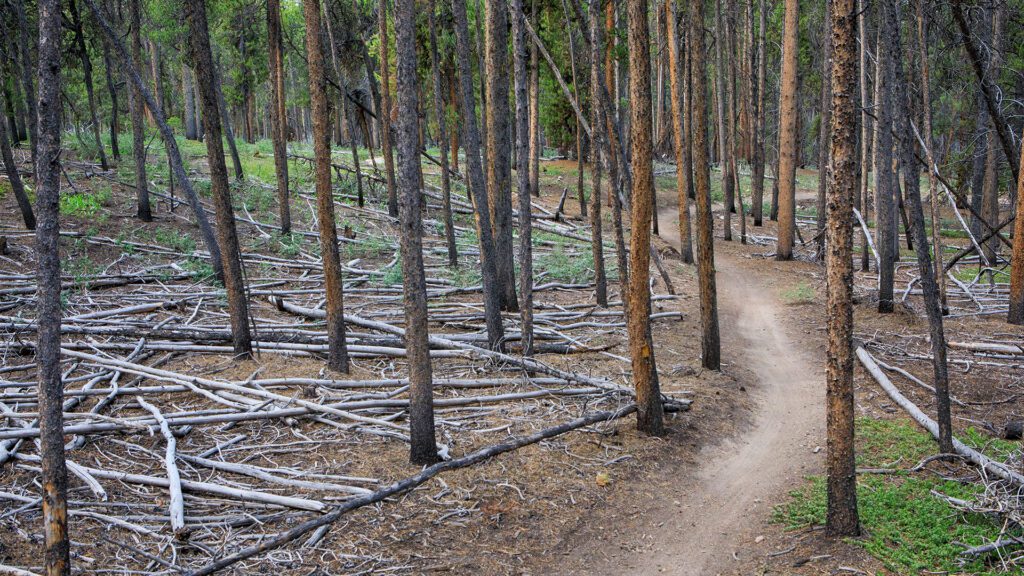 The Cost of Doing Nothing: Why Forests Around Steamboat Need Active Management