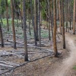 The Cost of Doing Nothing: Why Forests Around Steamboat Need Active Management