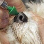 Kennel Cough, A Natural Part of a Dog’s Life