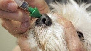 Kennel Cough,  A Natural Part of a Dog’s Life