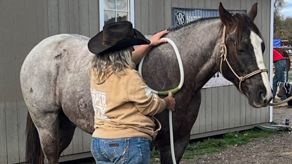 A Smarter Approach to Recovery: How PEMF Therapy Supports Your Horses and Pets
