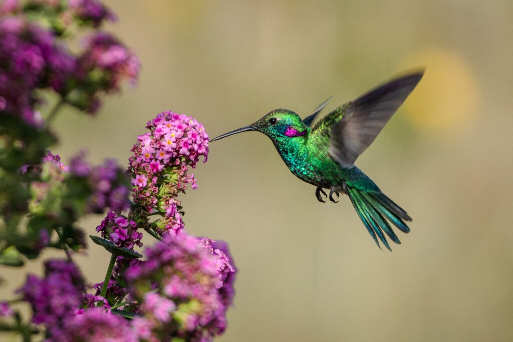 Backyard Bird Scavenger Hunt: Birds You Might Spot Around Rock Hill This Summer