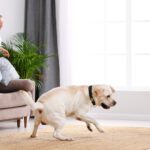 A Perrysburg Guide to Flooring for Homes With Kids and Pets