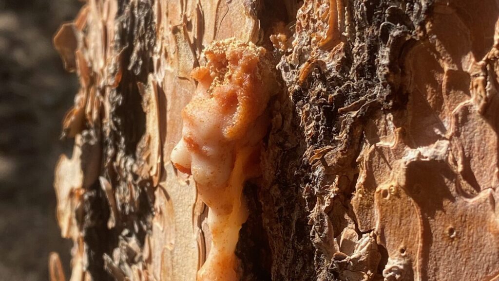 What to Know: Pine Beetle Season in the Rockies