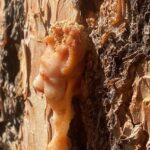 What to Know: Pine Beetle Season in the Rockies