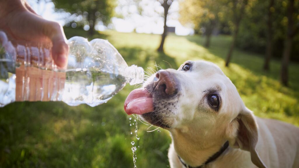 Hot Dogs & Cool Plans: A Smarter Way to Summer With Your Dog