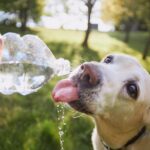 Hot Dogs & Cool Plans: A Smarter Way to Summer With Your Dog