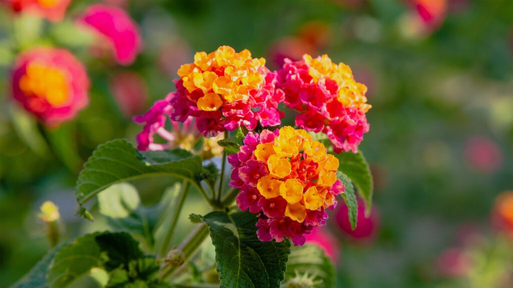 The Tropical Transition: Bold Color for the High Mississippi Heat