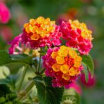 The Tropical Transition: Bold Color for the High Mississippi Heat