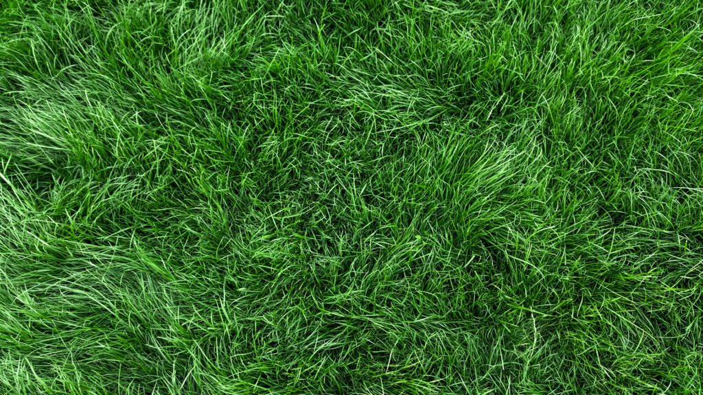 The Florida Lawn Playbook: A Year-Round Strategy for Thriving Turf in Tropical Heat