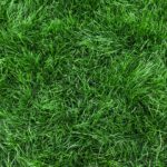 The Florida Lawn Playbook: A Year-Round Strategy for Thriving Turf in Tropical Heat