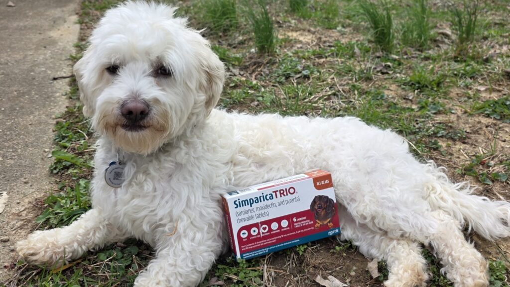 The Importance of Year-Round Flea and Tick Protection for Your Pet
