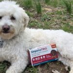 The Importance of Year-Round Flea and Tick Protection for Your Pet
