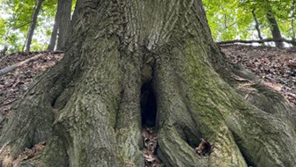 Protecting the Critical Root Zone: Safeguarding a Tree’s Lifeline