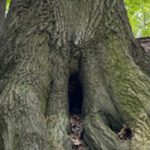 Protecting the Critical Root Zone: Safeguarding a Tree’s Lifeline