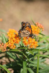 Monarch butterfly-Brent & Becky's