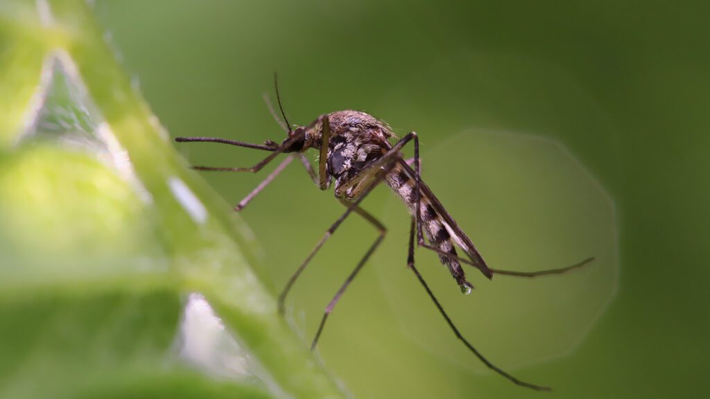 Mosquito Season in North Carolina