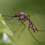 Mosquito Season in North Carolina