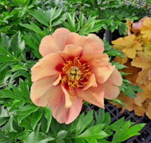 Mostardi Nursery Peony peach