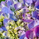 Nostalgia Gardening