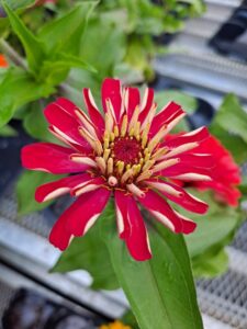 Mostardi Nursery red