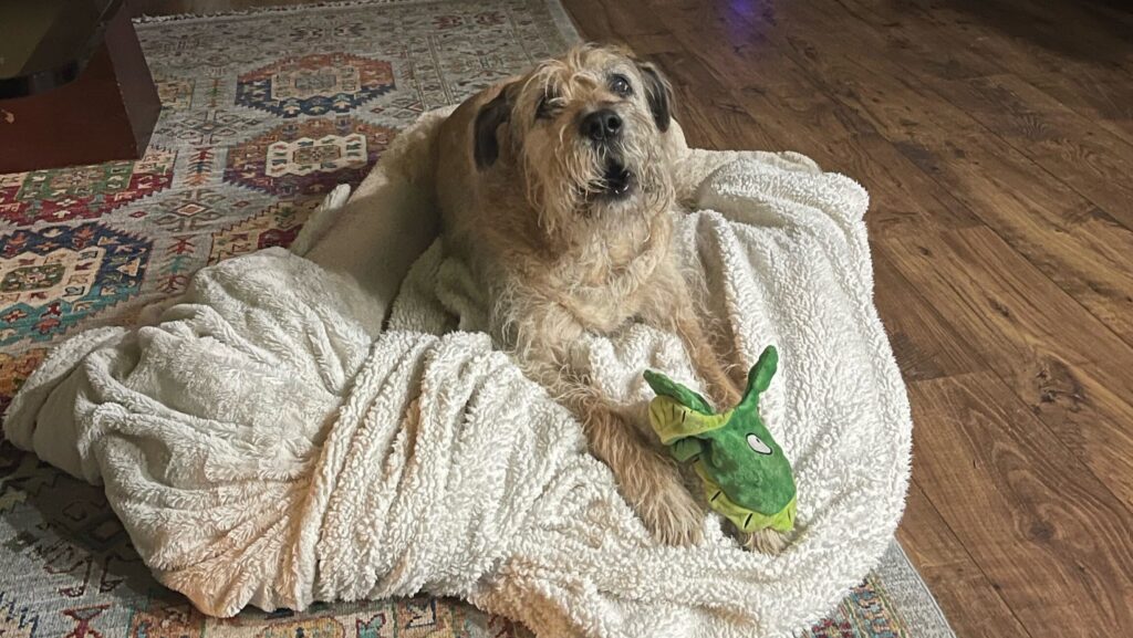 Olive’s Pet Pick of The Month: Gladys Campbell, Beloved