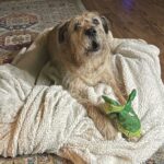 Olive’s Pet Pick of The Month: Gladys Campbell, Beloved