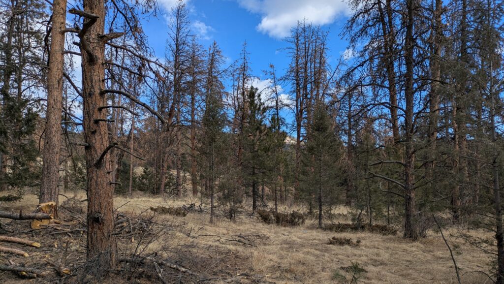 Spot the Signs. Protect Your Pines.