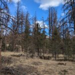 Spot the Signs. Protect Your Pines.