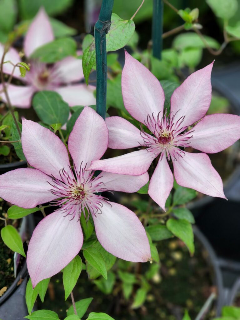 June is National Perennial Month!