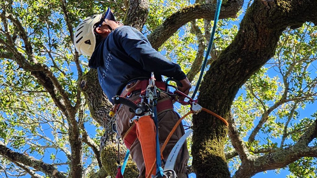 Roots in Novato: Our Approach to Safety, Care, and Community