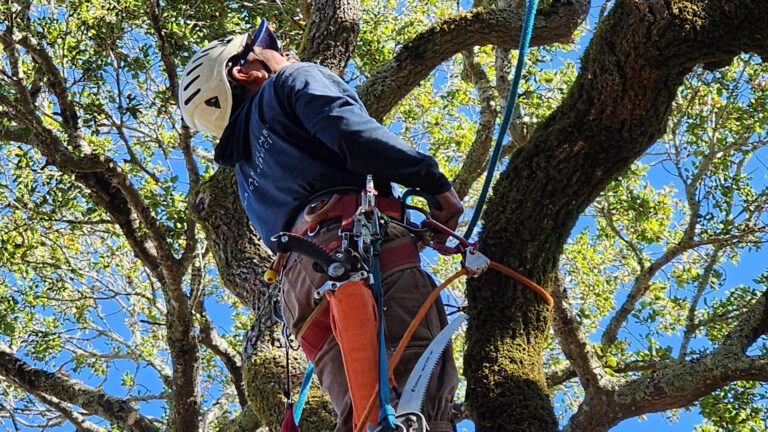 Roots in Novato: Our Approach to Safety, Care, and Community