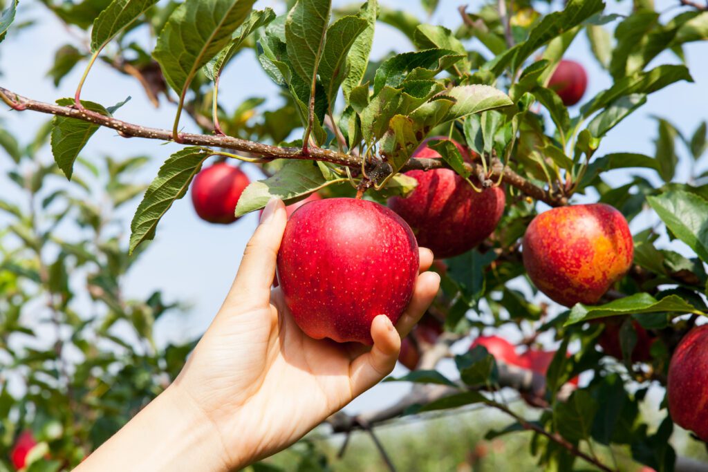 The Witch’s Poison Apple