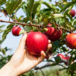 The Witch’s Poison Apple