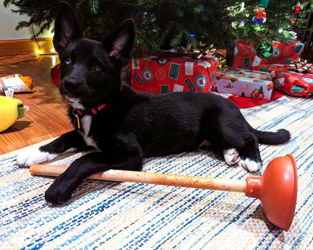 The Property Butler pongo black dog