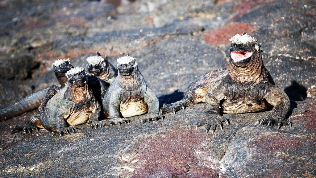 Where Wonder Lives: Why the Galápagos Stay With You