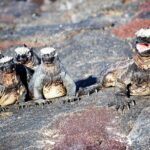 Where Wonder Lives: Why the Galápagos Stay With You
