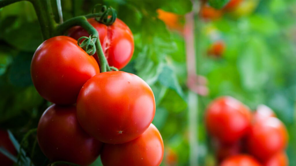 Heat-Seekers: Planting Your Summer Vegetable Garden