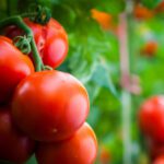 Heat-Seekers: Planting Your Summer Vegetable Garden