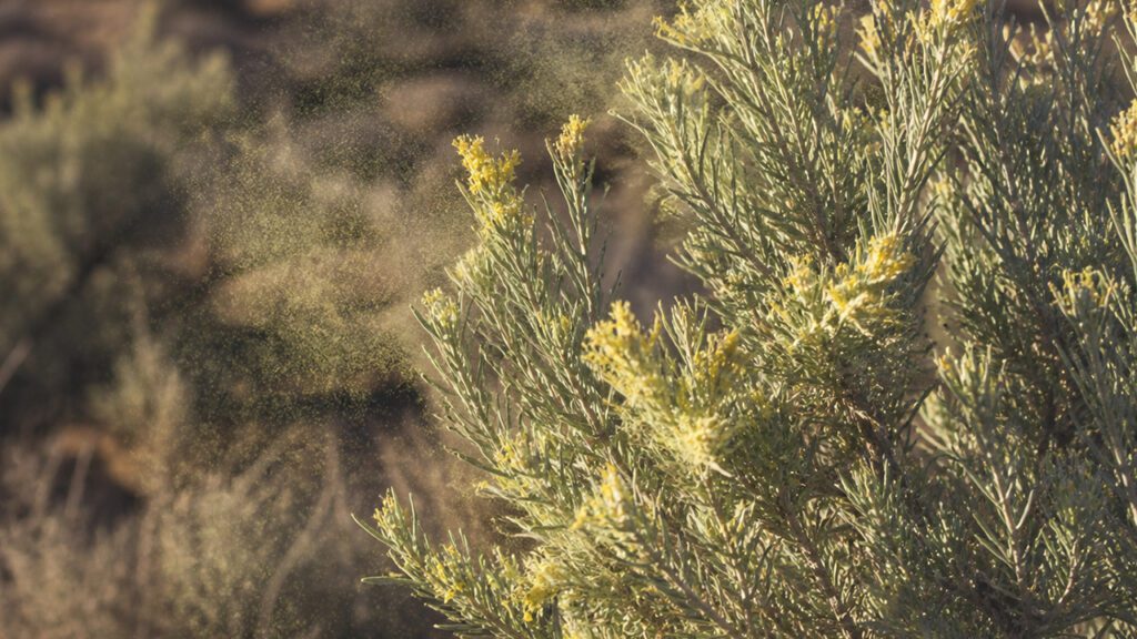 Spring and Summer in the Skies, Allergies in the Eyes