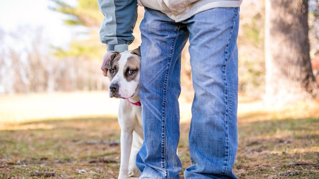 Help for Nervous or Anxious Dogs