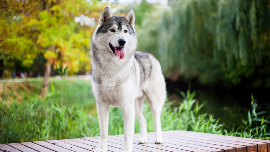 Wild Roots and Wagging Tails: How Wolves and Your Dog Are Alike (and Totally Different)