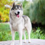 Wild Roots and Wagging Tails: How Wolves and Your Dog Are Alike (and Totally Different)