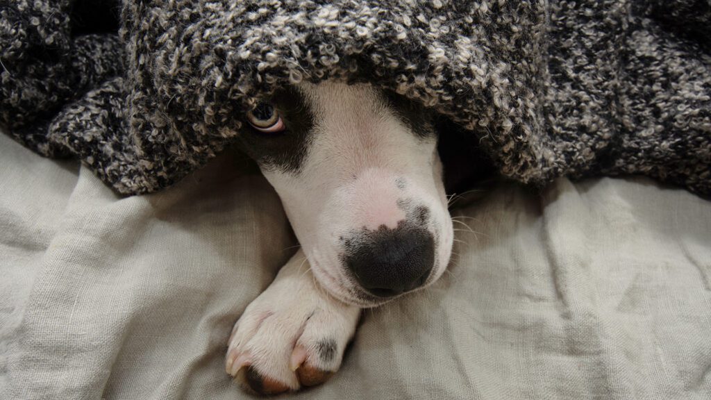 Why Is My Dog Shaking?