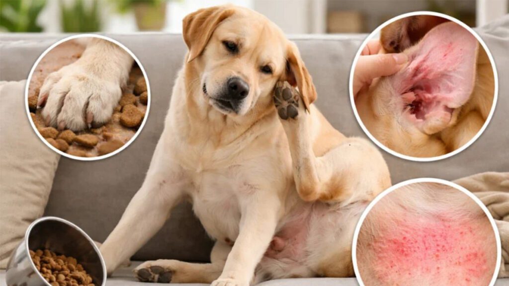 Has Your Pet Been Chewing Themselves This Spring?