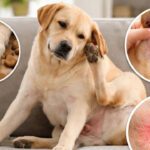 Has Your Pet Been Chewing Themselves This Spring?