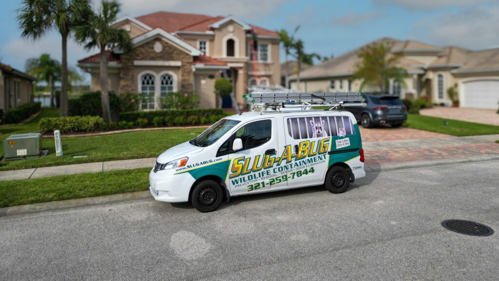 Rodent‑Proofing in Florida: Why Exclusion Is the Most Effective Long‑Term Protection