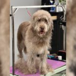 The Truth About Doodle Coats (and Other High-Maintenance Dogs)